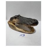 Taxidermy alligator head