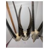 3- Antelope horns