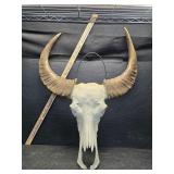 Water Buffalo skull