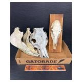 Skulls