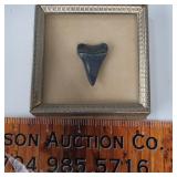Sharks tooth