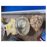 3 Sea Shells
