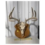 European Deer Skull Mount