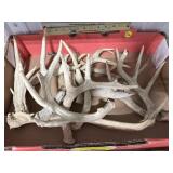 Box of Antler Sheds