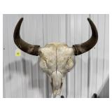 Buffalo Skull