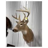 Deer Mount