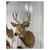 Deer Mount