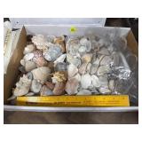 Sea Shells