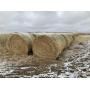 34 Big Round Bales of 4th Cutting Alfalfa Hay