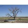 161 Acres Native Grass Pasture