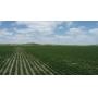 141 ± Acres Farm Land