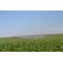 Section 12: 166± Acres Farm Ground