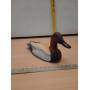 Wood duck