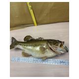 Mounted bass with fish in mouth