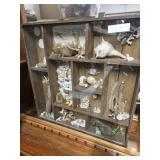 Sea shells collection