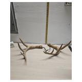 Plastic buck rattle caller