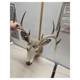 Deer mount 31"#20"ï¿½17"