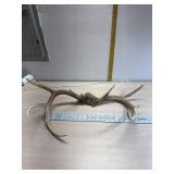 Deer Antlers