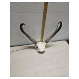 Pronghorn skull