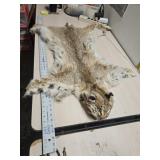 37"ï¿½37" Bobcat hyde