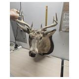 Deer Mount 34"x19"x25"  1990