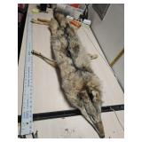 Coyote hyde 48" long