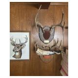 Antlers horn and deer