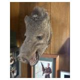 Boar mount