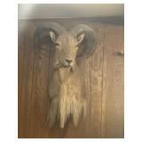 Aoudad sheep Mount