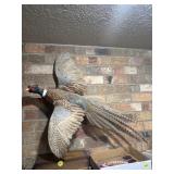 Pheasant
