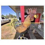 Yard Art - Metal Rooster 6ft Tall