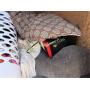 UHAUL - North Hearne Ave  - Shreveport, LA #4529