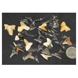 Lot of Shark Teeth & Fossils