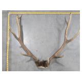 Nice Elk Antlers Rack