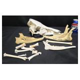Bones - Pig Head, Deer Jawbone +