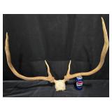 Deer Antlers Mount