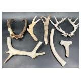 Unmounted Antlers Mixed Lot