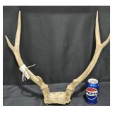 Deer Antlers Mount