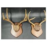 2 Mounted Deer Antler Plaques 2-Point & 3-Point