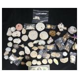 Sea Shells, Sand Dollars, Sea Stars and More