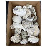 Assorted Seashells 8 Lbs