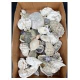 Decorative Seashells & Barnacles 8 Lbs