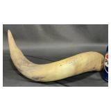 Single Natural Bull Horn