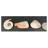 Hand Engraved Seashells Pins w Nautical Designs