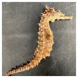 3" Seahorse Fossil Skeleton Specimen
