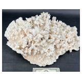 Large Vintage Merulina Ampliata Coral Specimen