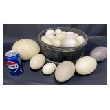 Real Emu, Ostrich & Duck Eggs Collection