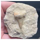 Fossilized Matrix Mosasaur, Angustiden Shark Tooth
