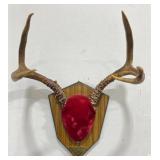 Vntg 1970 Mounted Deer Antlers Larch Mtn Vancouver