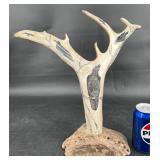 Alaska Caribou Antler w Scrimshaw Art by Wedemeyer